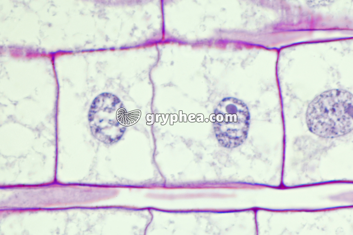 Racine de Blé - Cellule végétale en cours de division (mitose) : fin de télophase x150 - gryphea.org